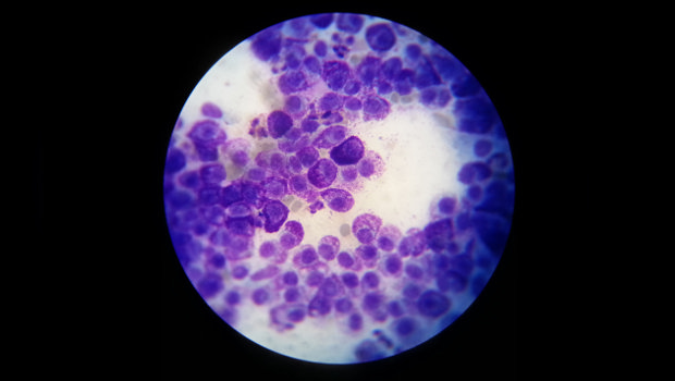 mast-cells-rayya-vet-2col.jpg